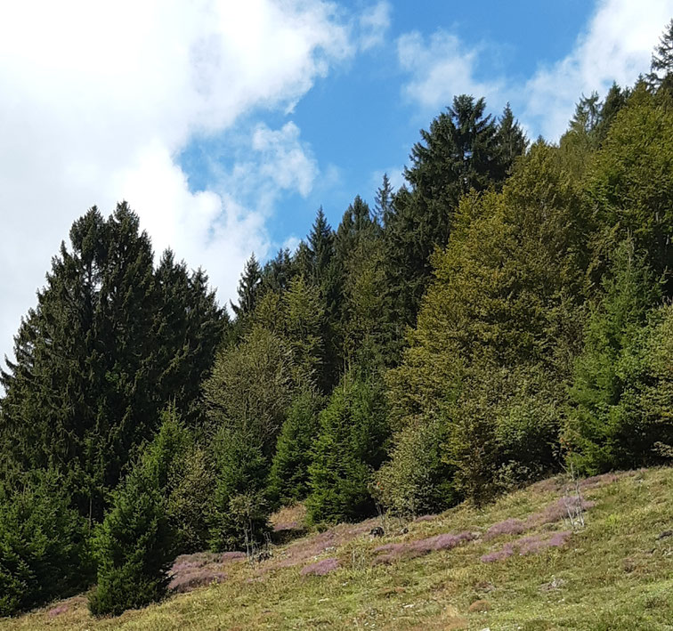 Heidekraut auf Viehweide