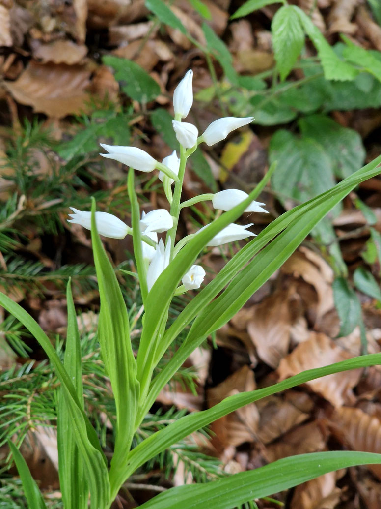 Langblättriges Waldvöglein (Cephalanthera longifolia) / Meggerwald / 10. Mai 2026