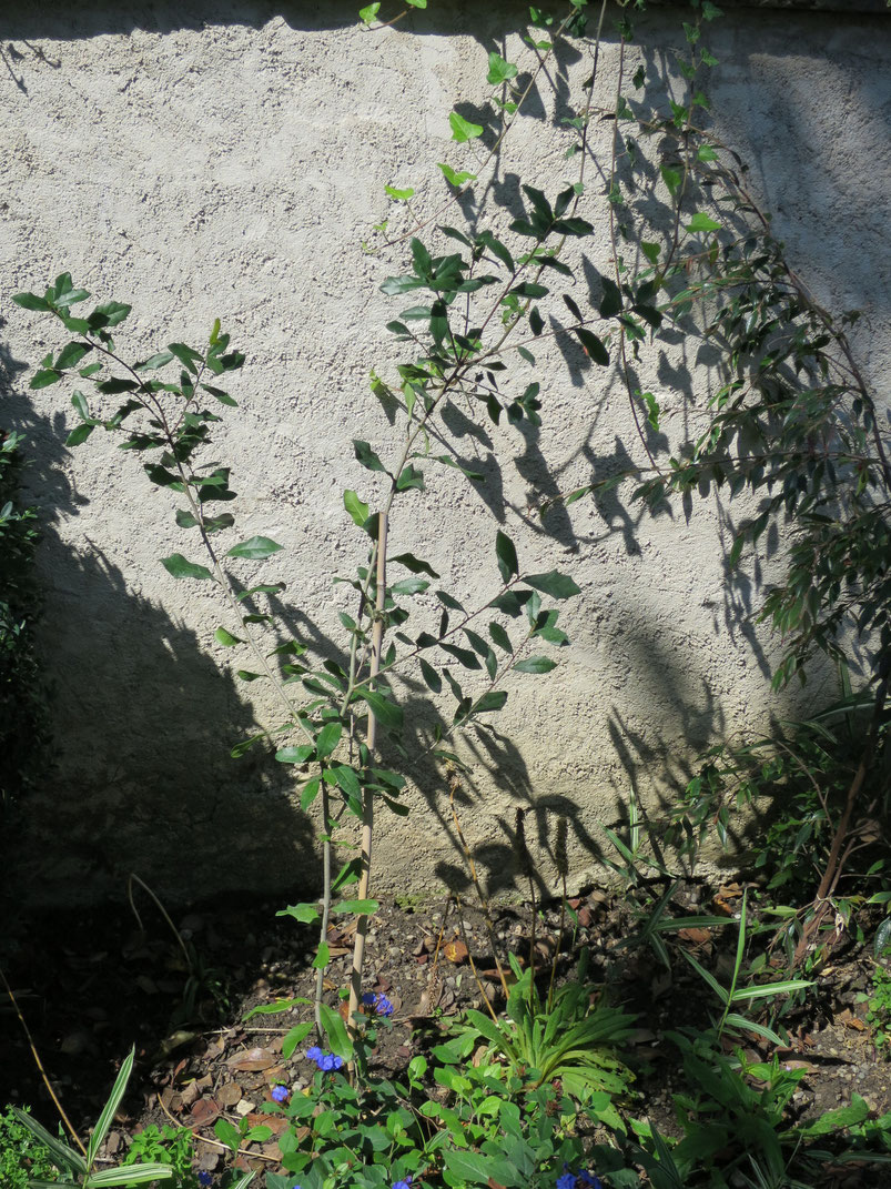 Quercus virginiana ausgepflanzt in Schaffhausen Juni, August 2015