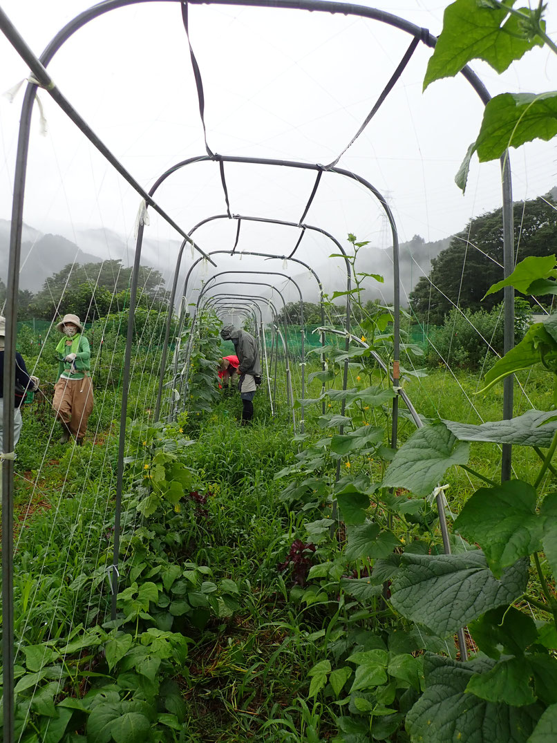 さとやま農学校は初心者のための無農薬栽培の野菜作り教室です。