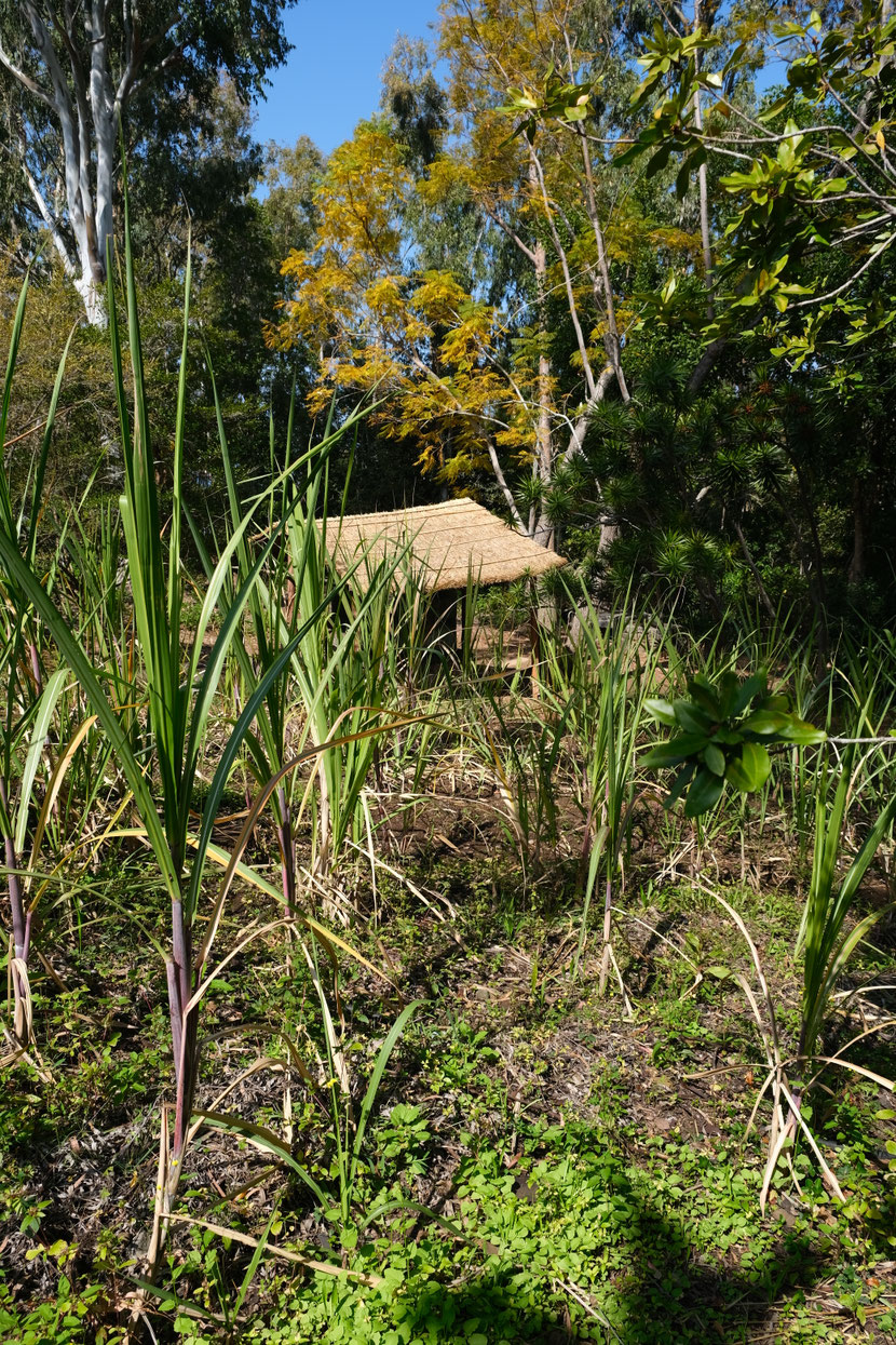 Canne à sucre au Jardin Mascarin, La Réunion