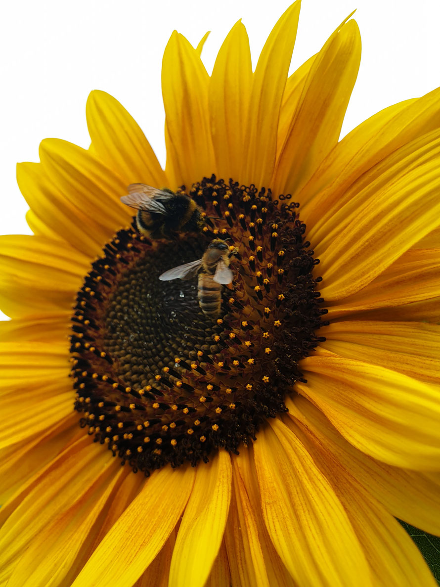 Begehrte Plätze im August - Honigbiene und Hummel 