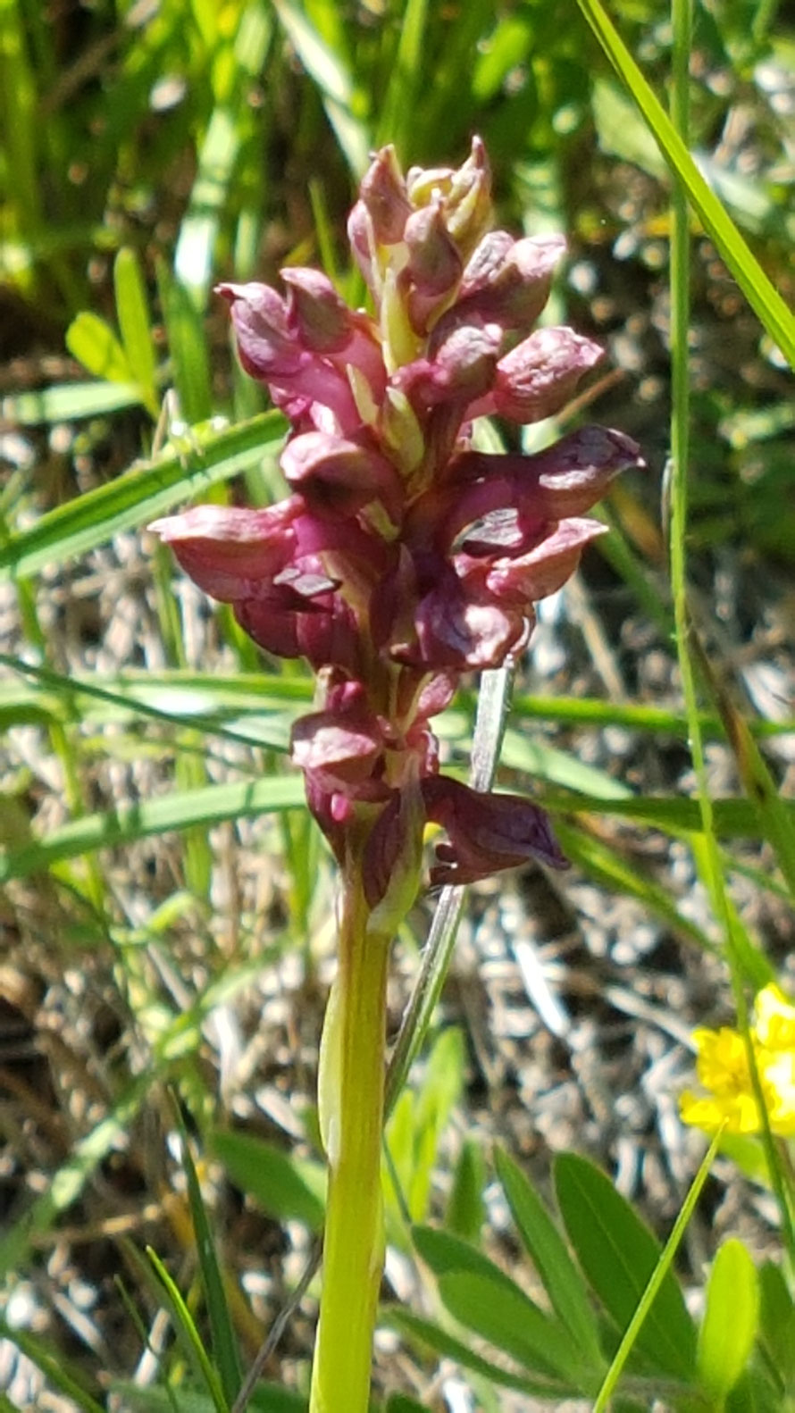 Orchis coriophora (Wanzen-Knabenkraut) Bild Marcel Ambühl