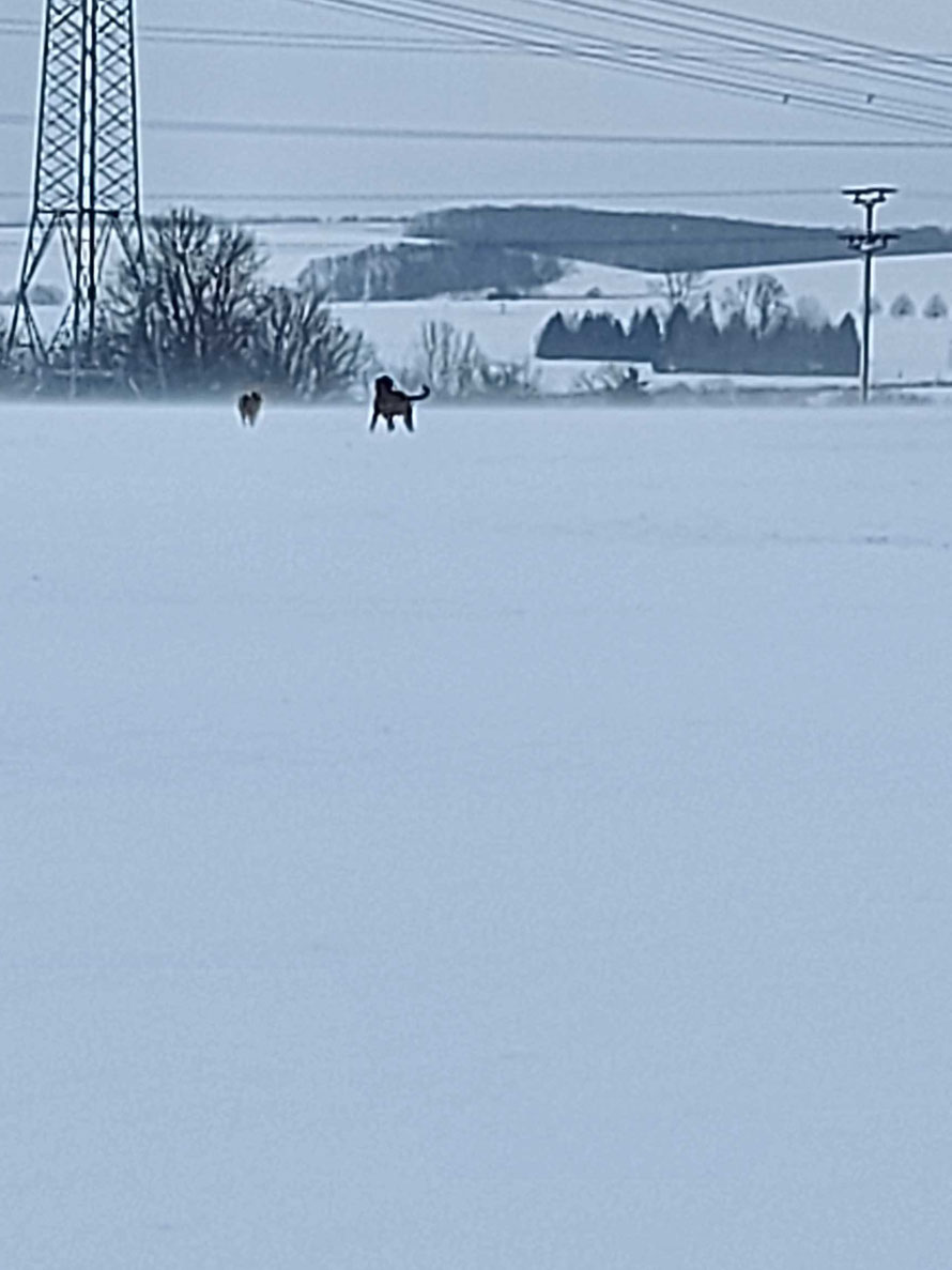 Fuchs und Hund  auf dem Schneefeld
