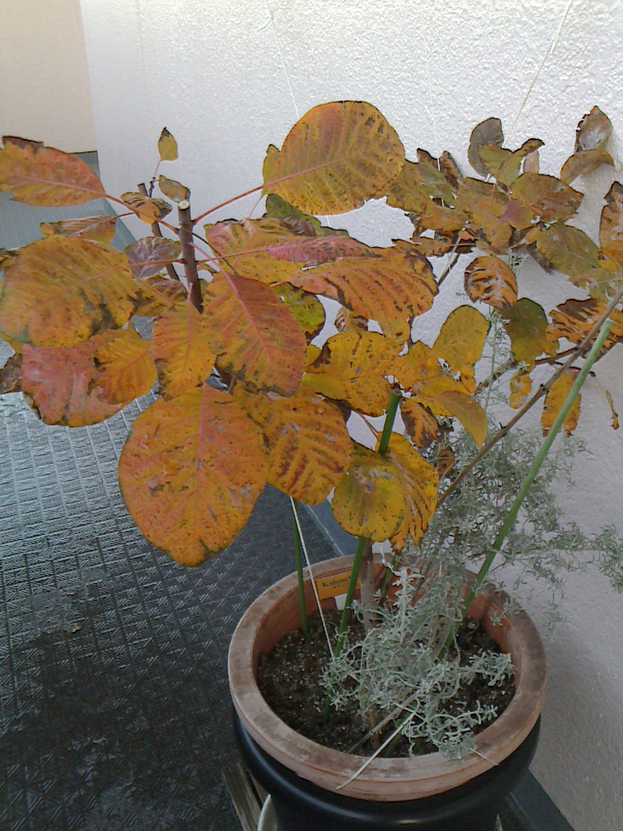 我が家の「スモークツリー」は広葉樹で落葉樹なので、秋になると紅葉します。