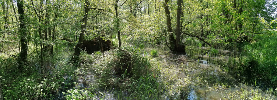 Links het Adderbroekbos en rechts het Golfbroekbos, met ertussen de niet begaanbare wal maar nu op 31 mei.