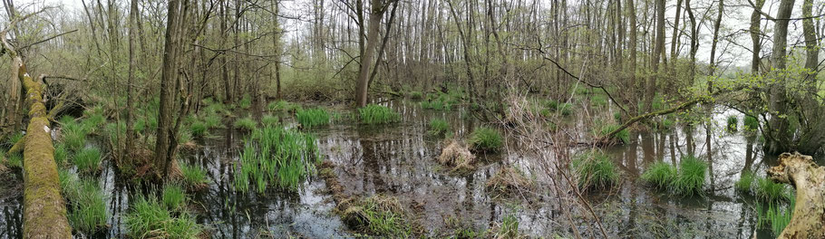 Hoge waterstand in het broekbos van de Zumpe in april 2023. Ook hoger gelegen delen staan onderwater.