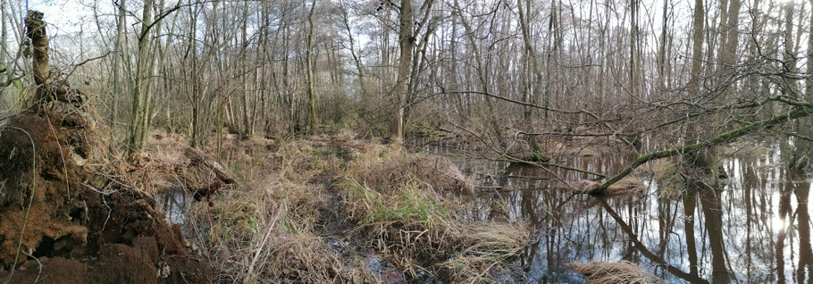 Links het Adderbroekbos en rechts het Golfbroekbos, met ertussen de nog net begaanbare wal (22-1-2021).