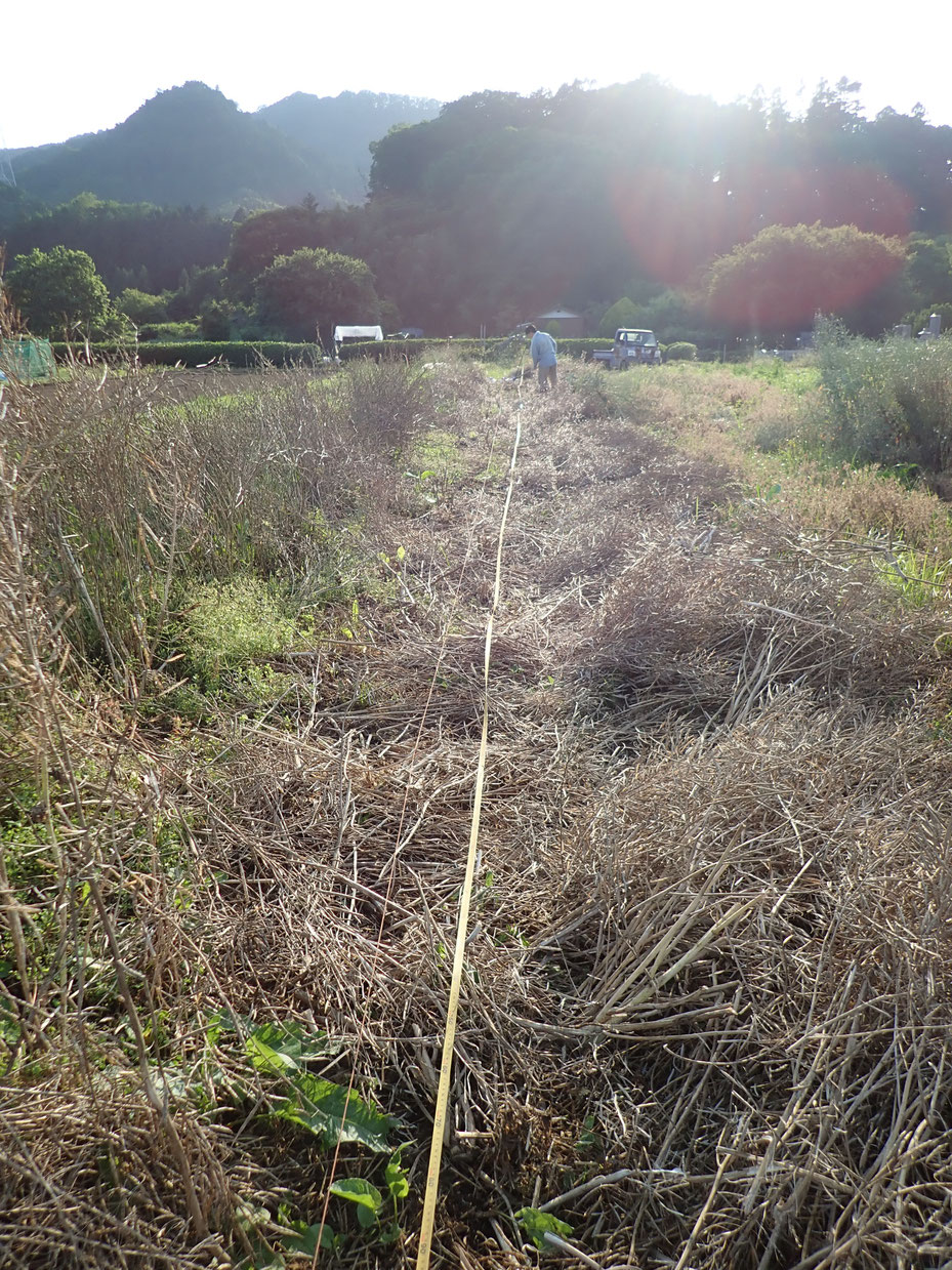 無農薬・自然栽培のトマト（固定種）の定植。不耕起栽培の畑です。