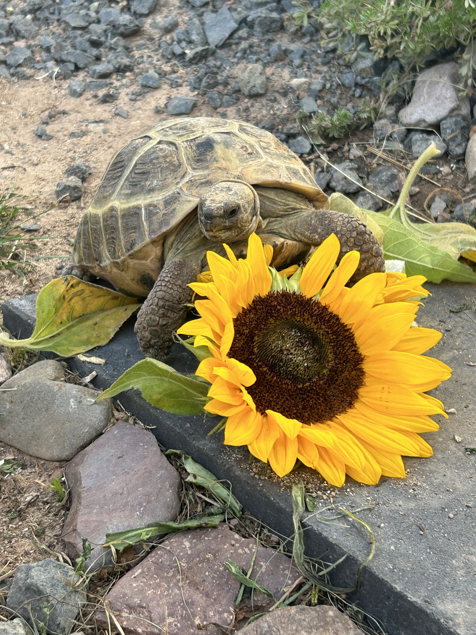 Foto des Jahres 2025 Platz 1 - Morla - Sonnenblume zum anbeißen
