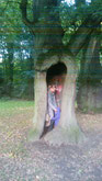 hohle eiche im hirschpark