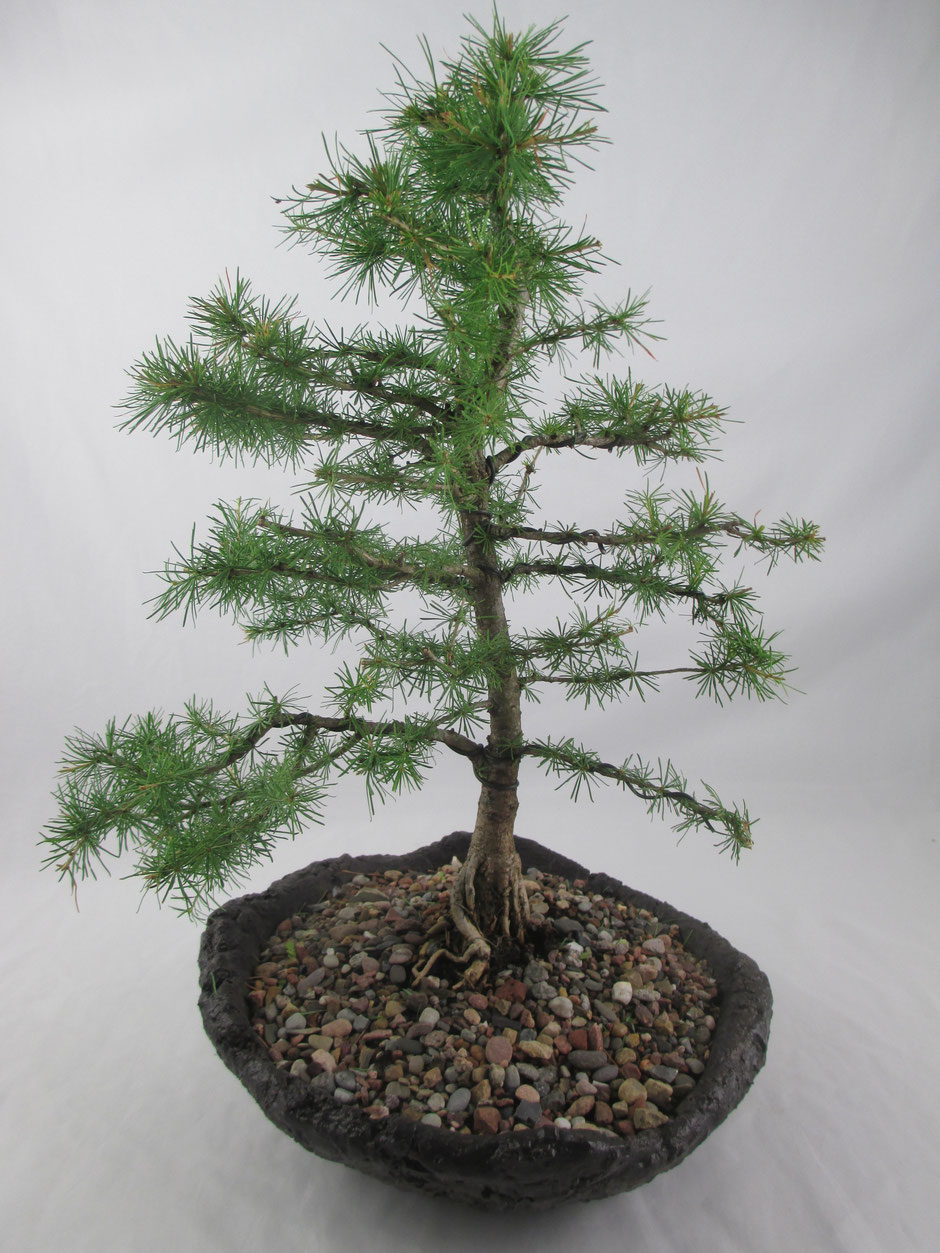 Bonsai Larix decidua Europäische Lärche