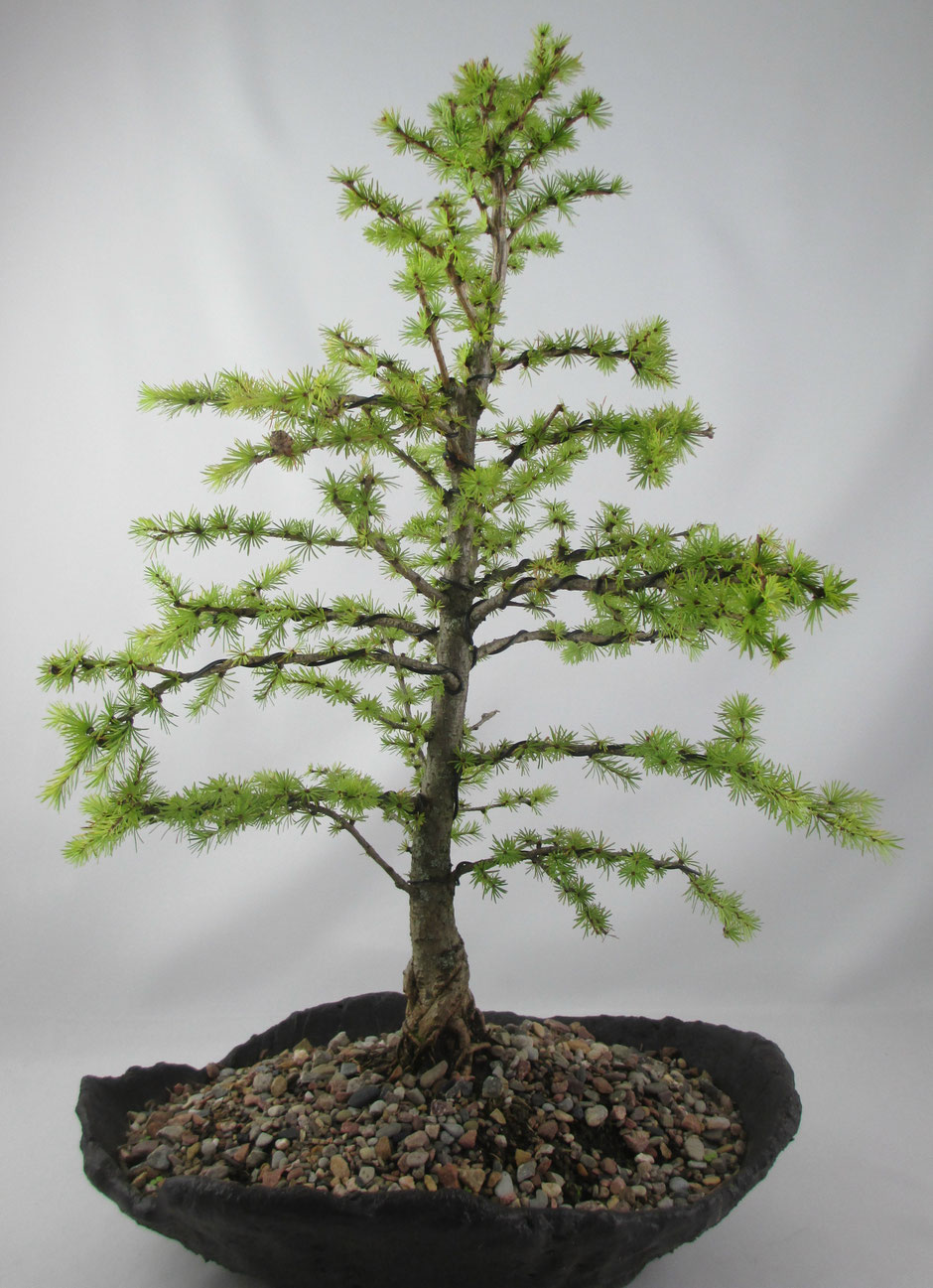 Bonsai Larix decidua Europäische Lärche