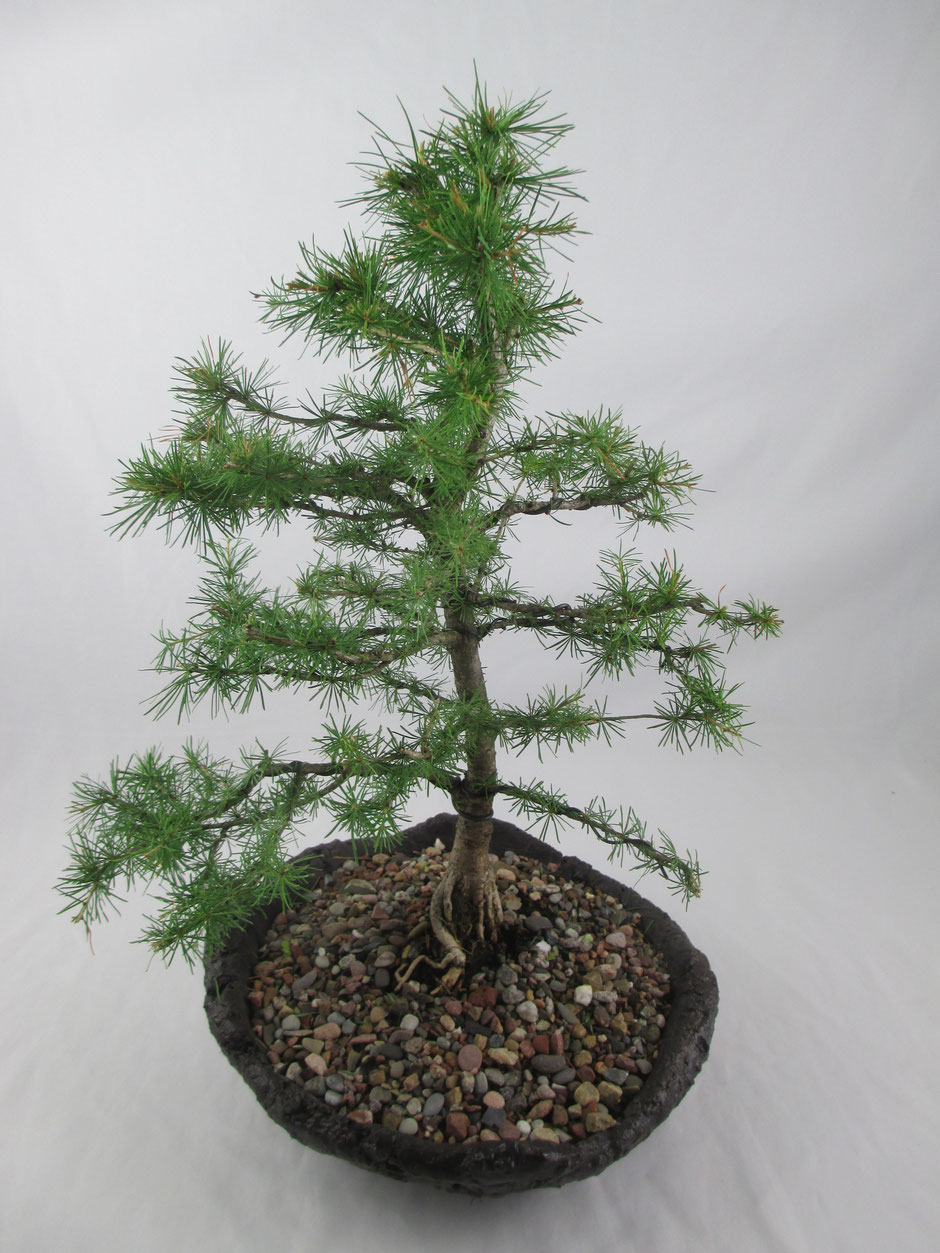 Bonsai Larix decidua Europäische Lärche