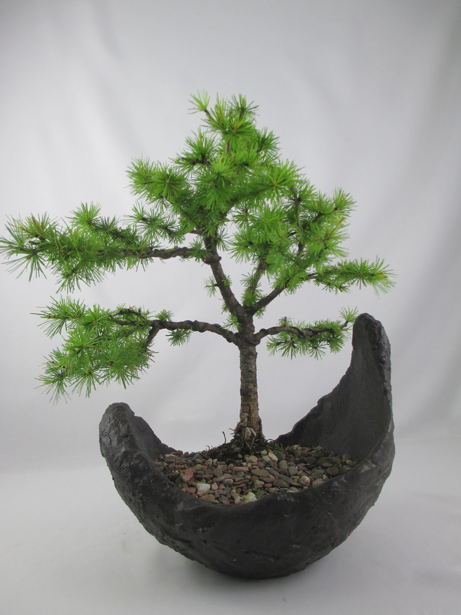 Bonsai Larix decidua Europäische Lärche