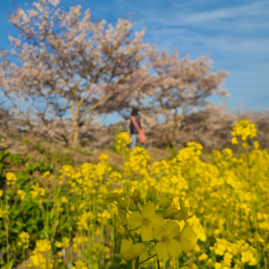 長崎　琴海　桜　菜の花