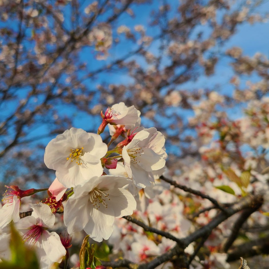 長崎　琴海　桜　菜の花