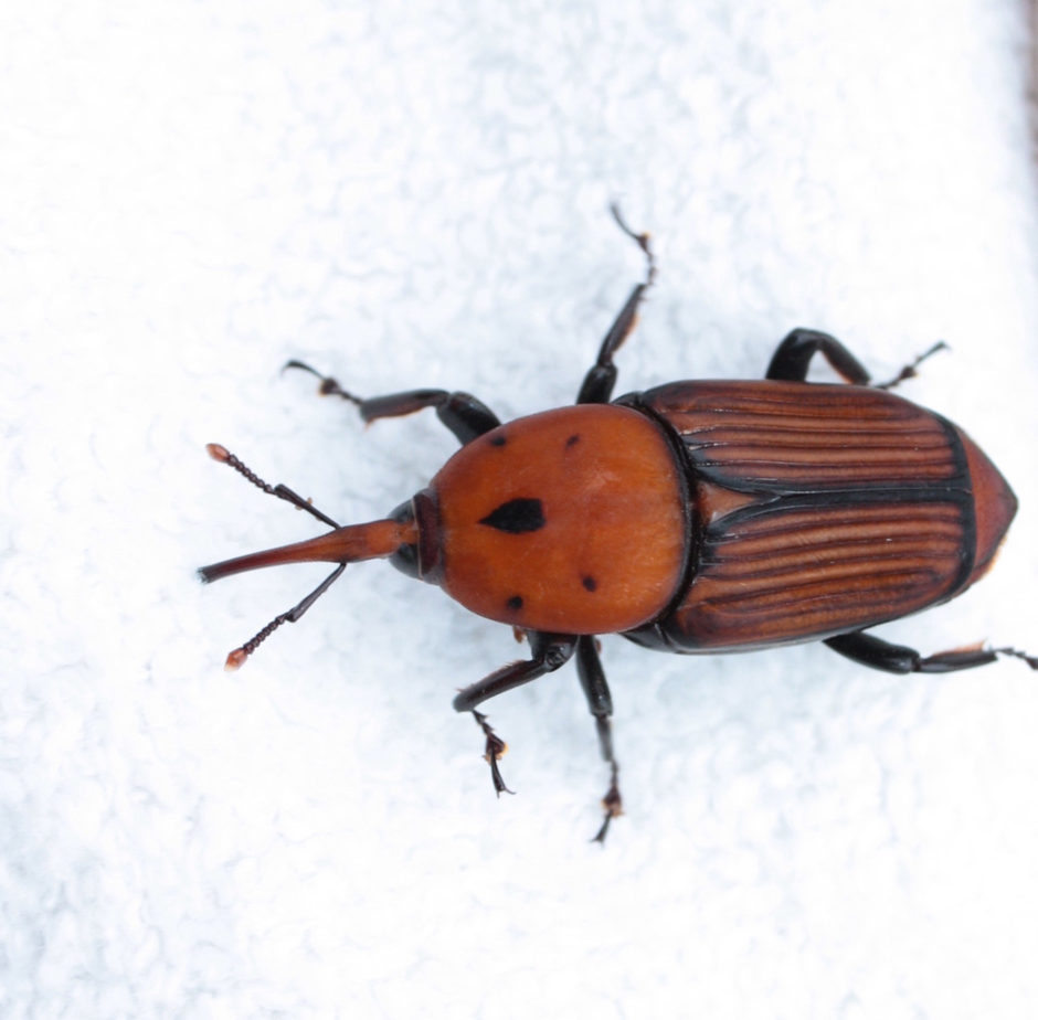Apulien. selbst die Tierwelt überrascht und verzaubert. Käfer in Ostuni Carovigno
