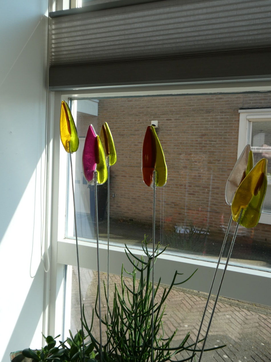 Tulpen