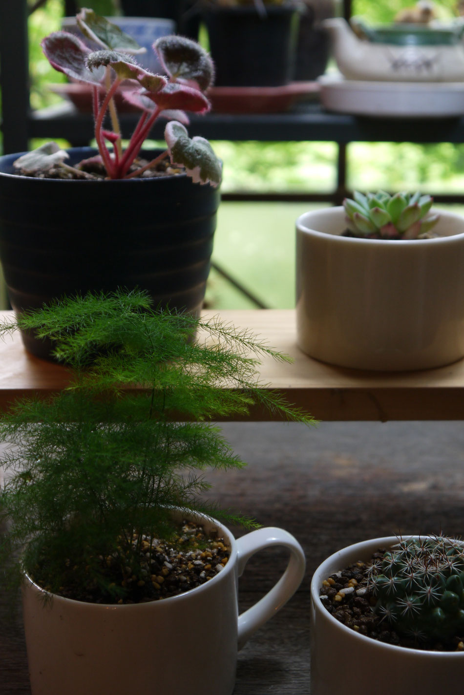 phytoceramics
