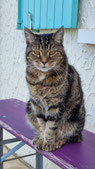 Site de pensionfelinedesgrandslauriers !