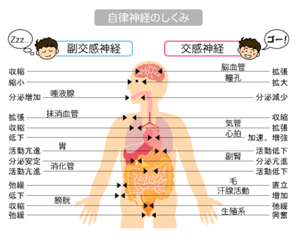 姿勢不良は背中の筋緊張を招き脊柱のズレを併発して自律神経にも影響を及ぼす恐れがあります。