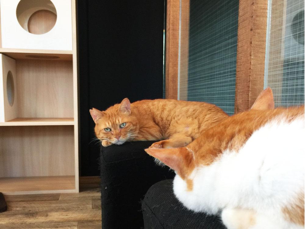 笑いたくない時は無理して笑わないの、私。