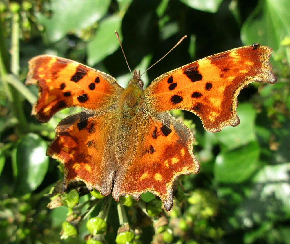 Robert-le-Diable (Polygonia C-album)