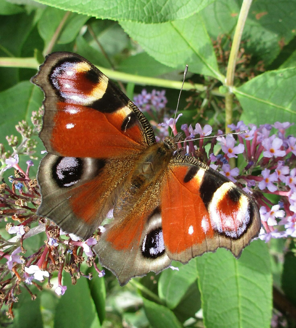 Paon de jour (Aglais io) sur Buddleia