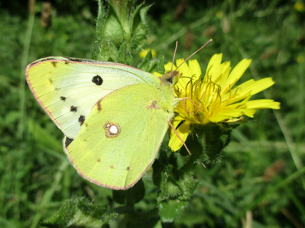 Fluoré (Colias alfacariensis) sur Picride fausse vipérine (Helminthotheca echioides)