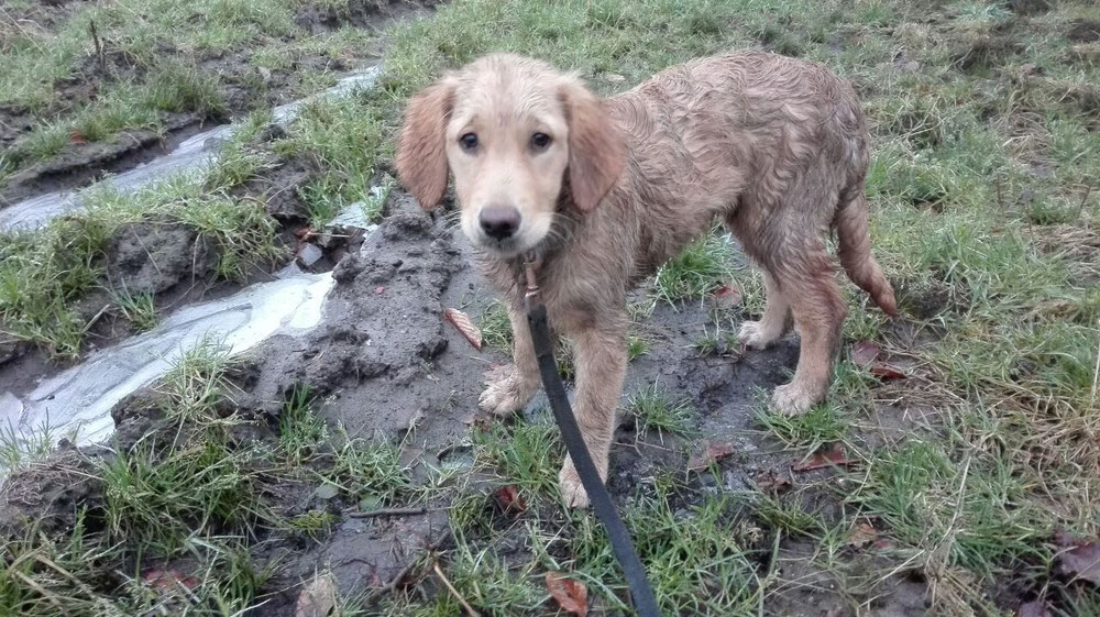 Bonnie nach der Hundeschule (02.18)