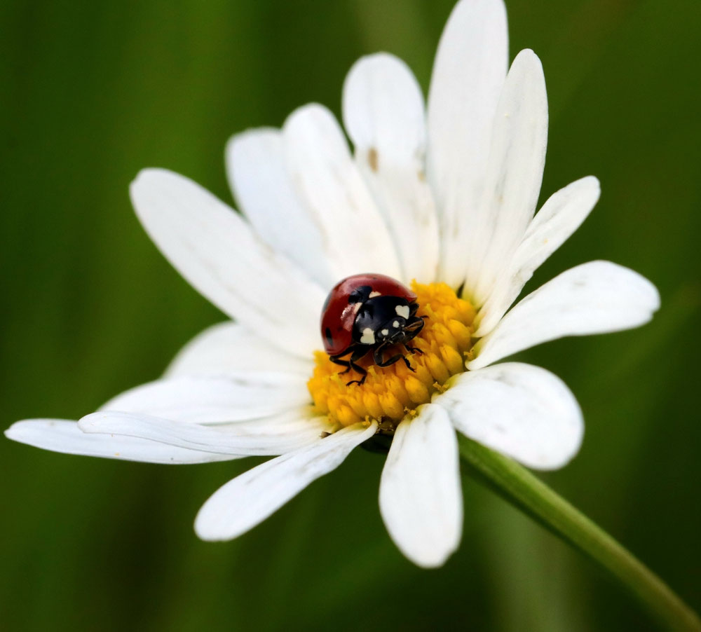 🐞 Verliebter Siebenpunkt-Marienkäfer