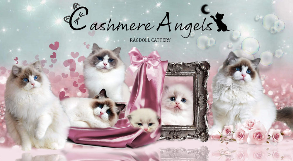 Cashmere ragdolls top