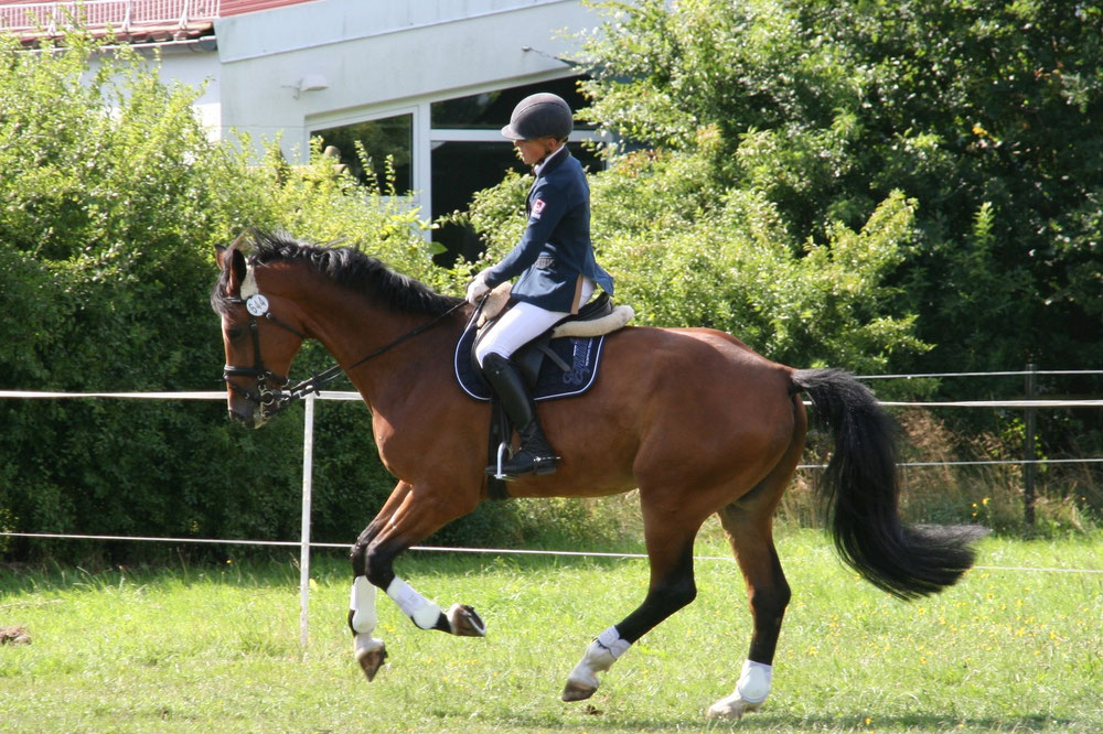 Verkaufspferde Freizeitpferde für Kinder und Familien kaufen