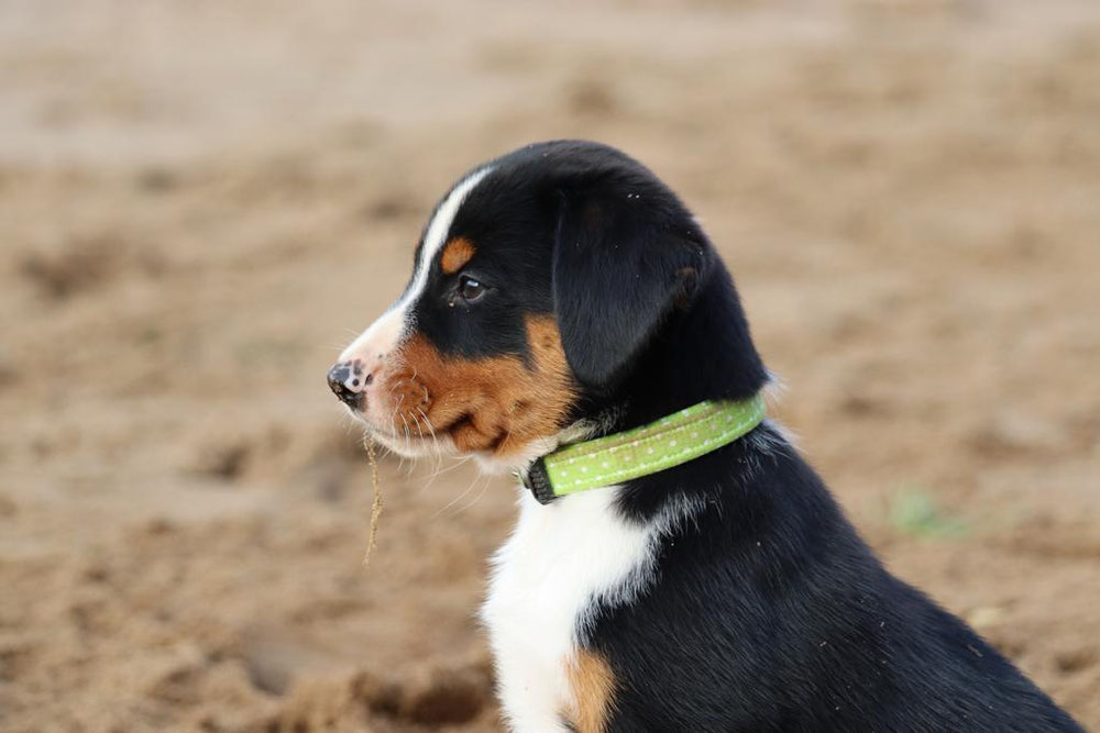 12.09.2020 mit 8 Wochen am Elbstrand