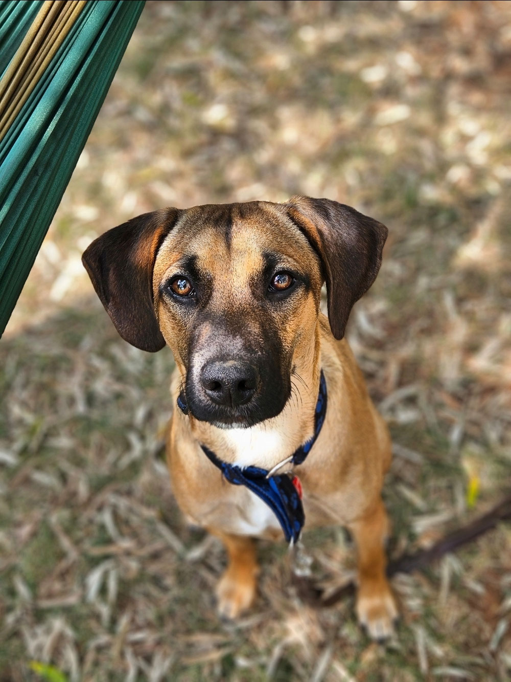 Therapiehund: MEILO