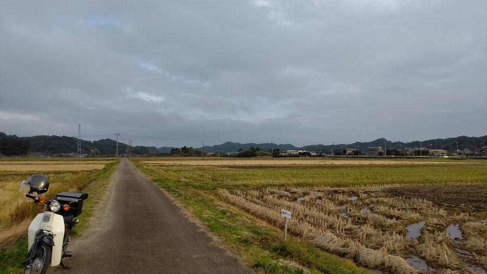 朝、サクダ牧場前で白鳥待つ