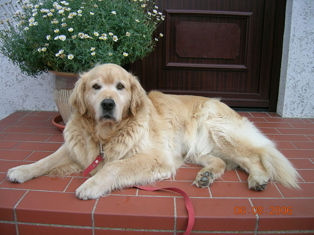 Das war unser zweite Hund. Er war ein Alpha- Rüde und hieß Benny.