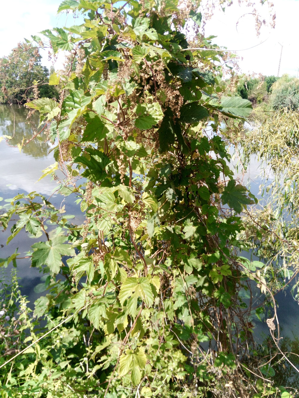 Houblon français.