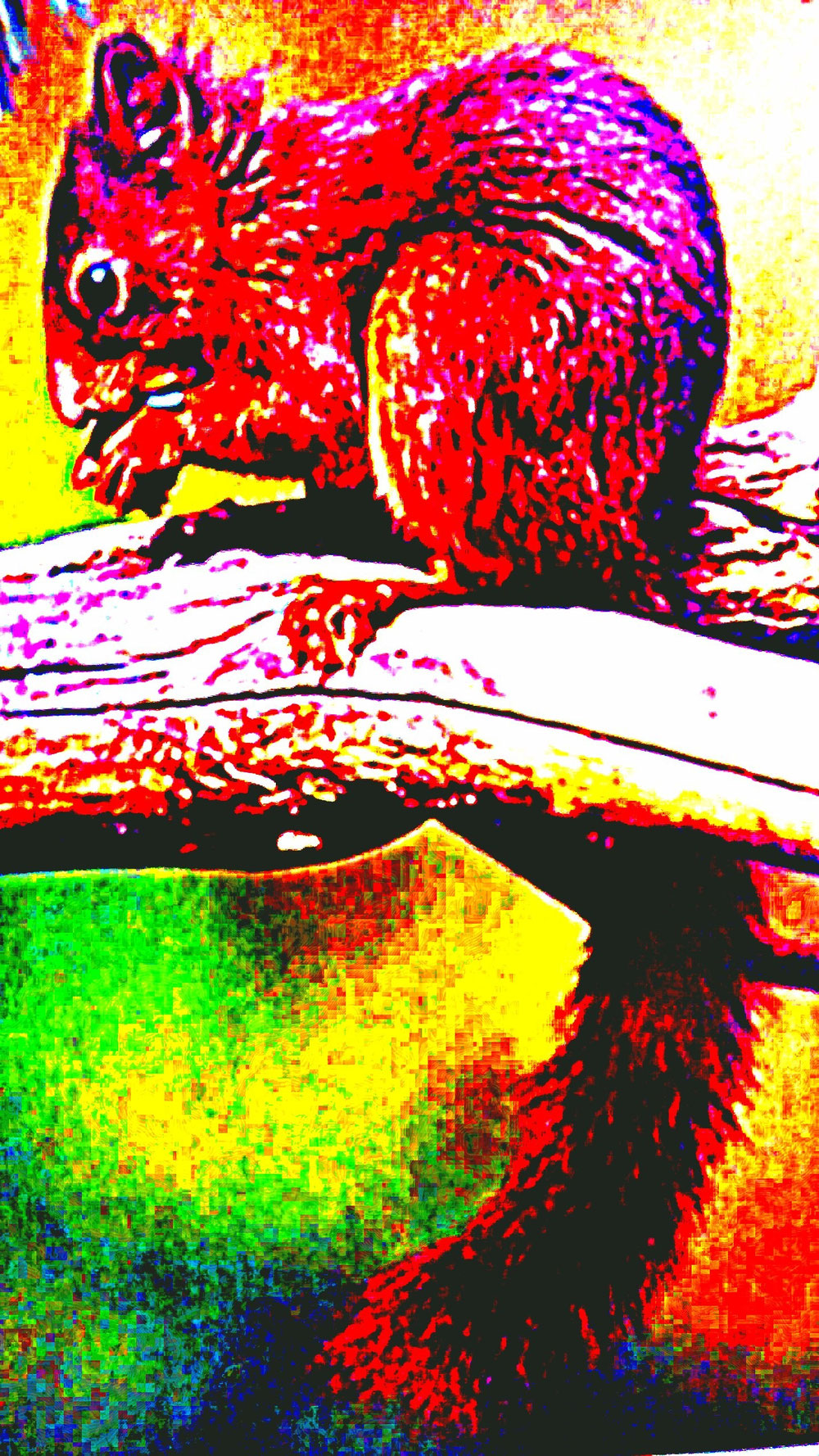 Écureuil couleurs