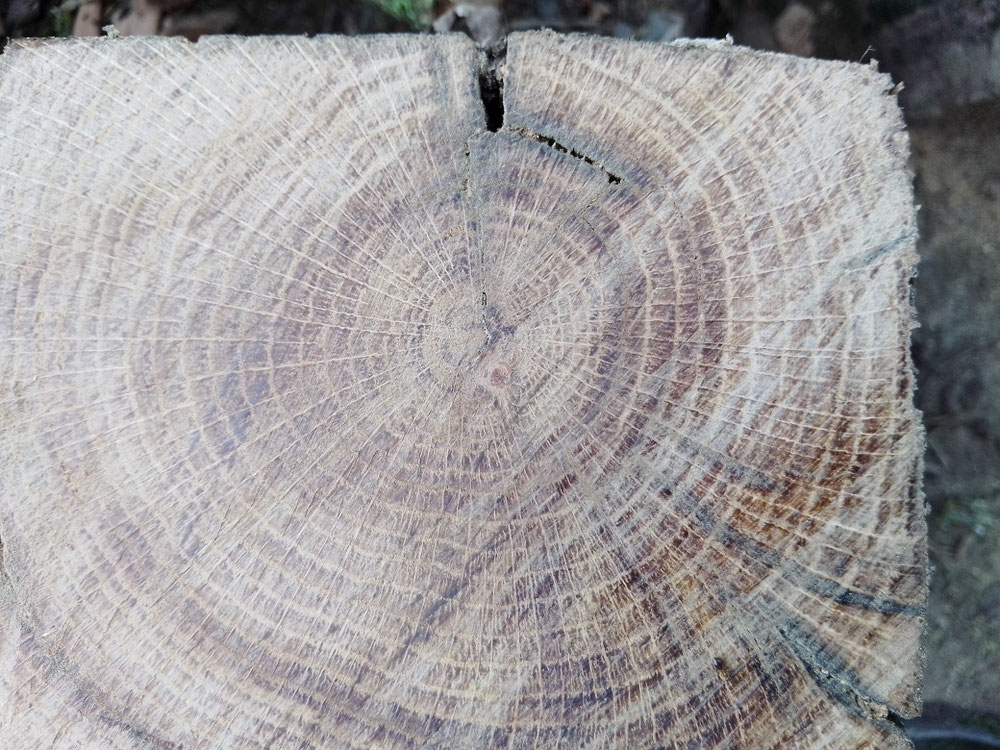 Un calendrier a travers la pousse d'un arbre, chêne.