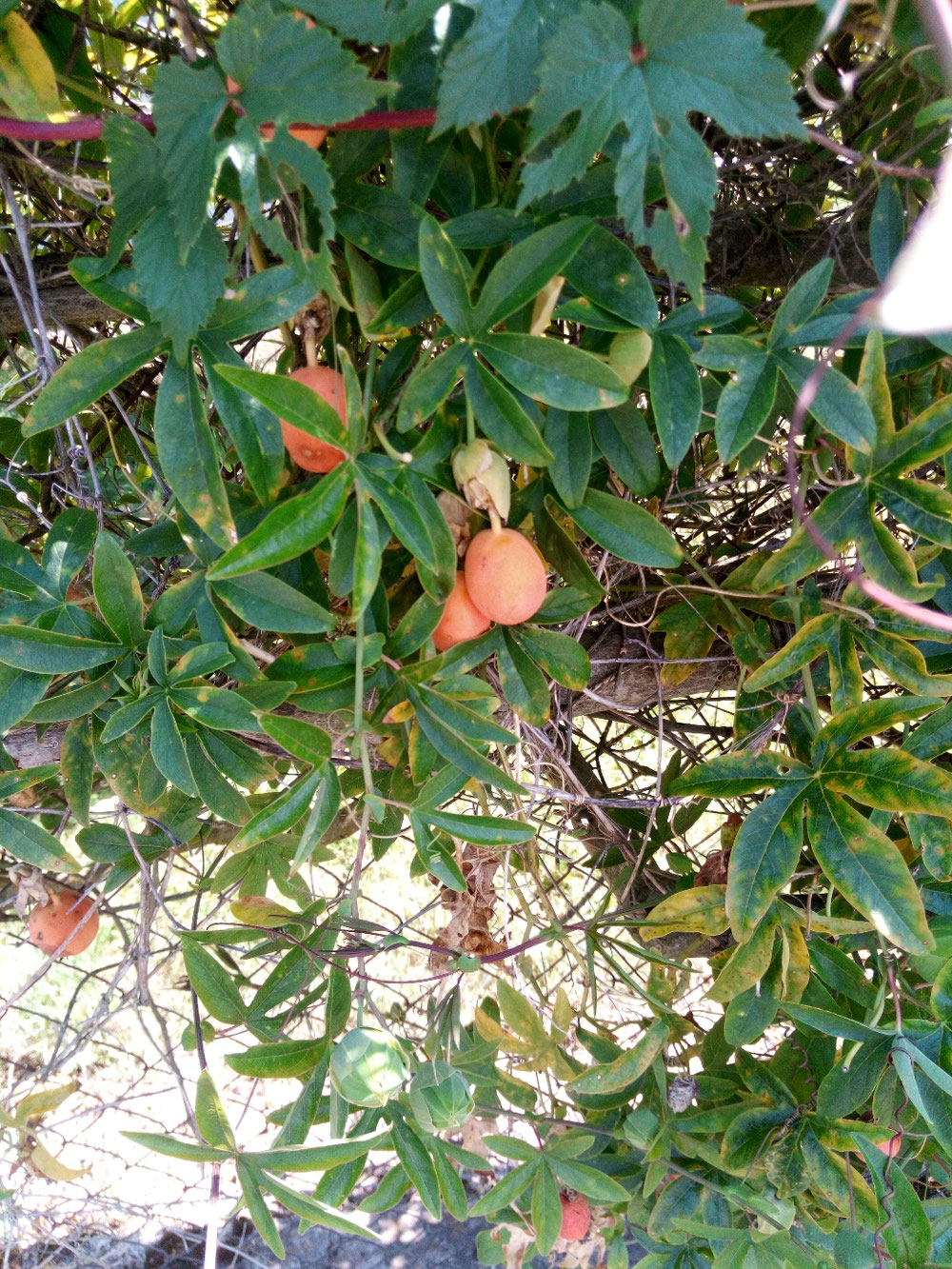 Passiflore, fruits et feuilles.