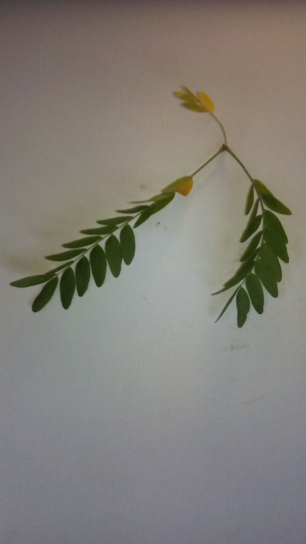 Feuille d'acacia