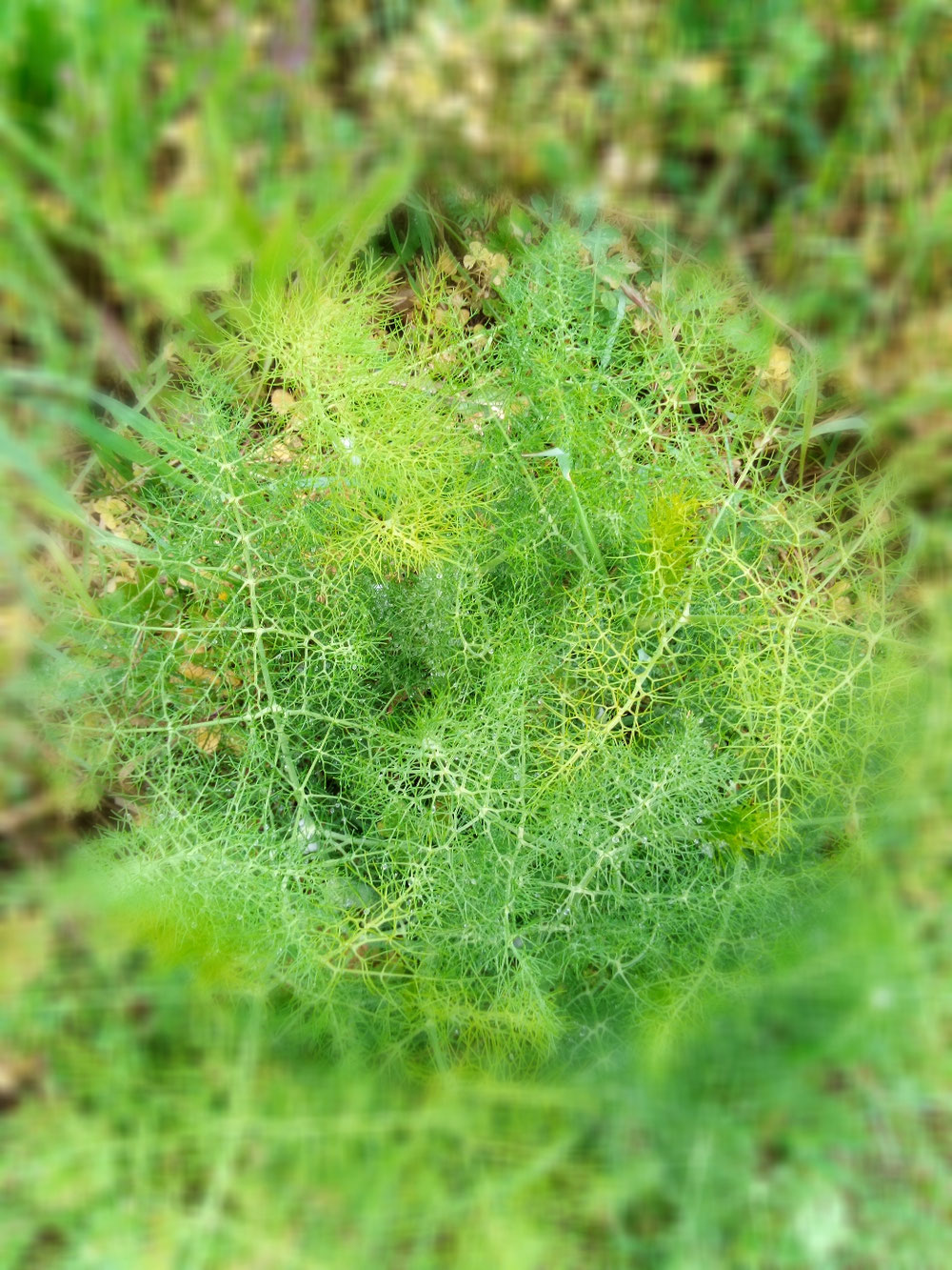 Une plante de la bonne humeur, le fenouil.