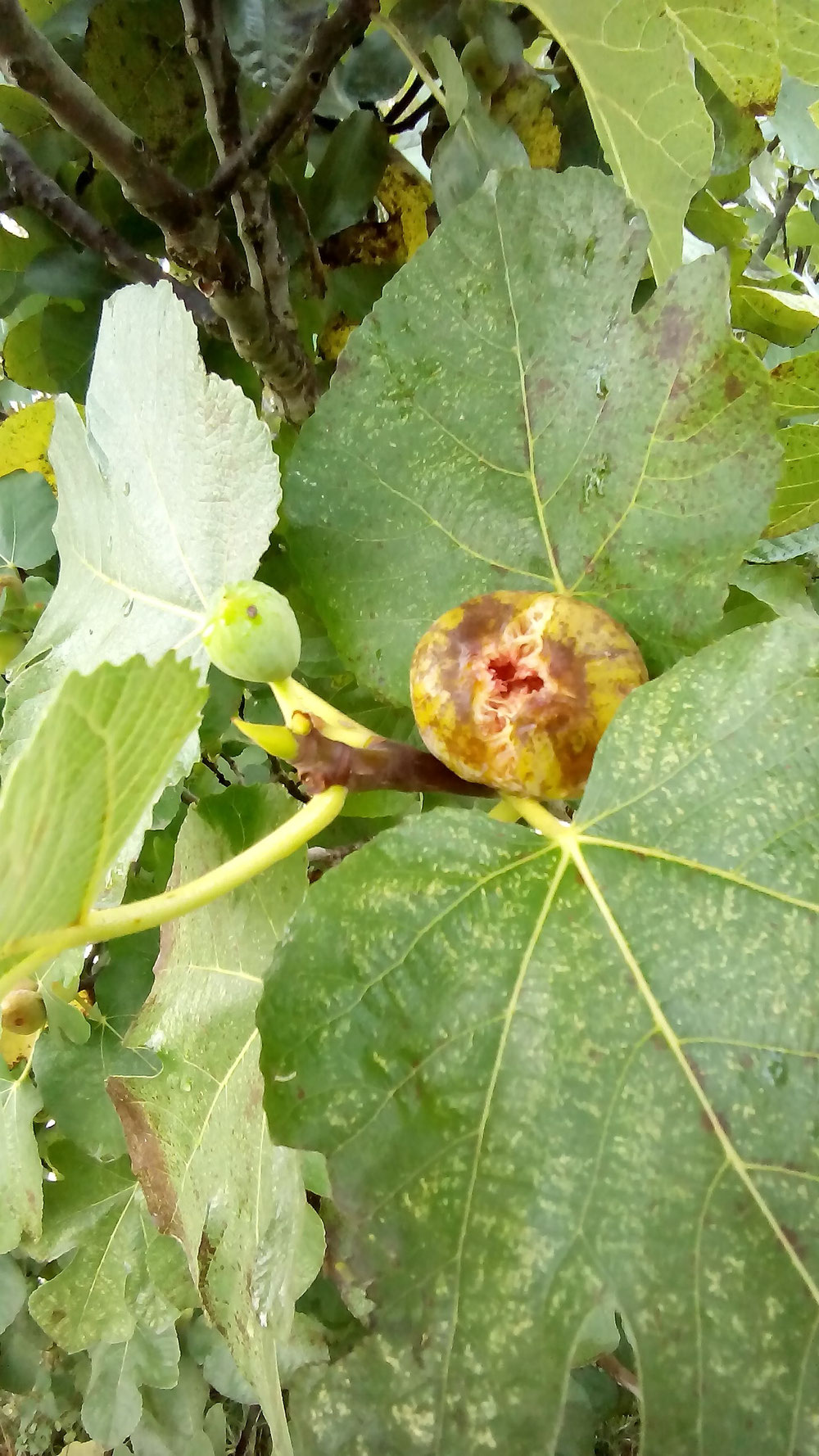 Figues vertes et mures.