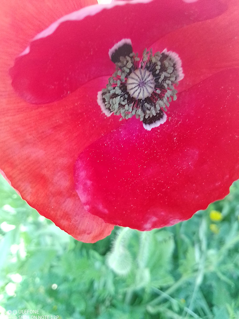 La fleur de l'aube, le coquelicot bien connu des druides modernes encore aujourd'hui, dit aussi "la fleur de Lugus".
