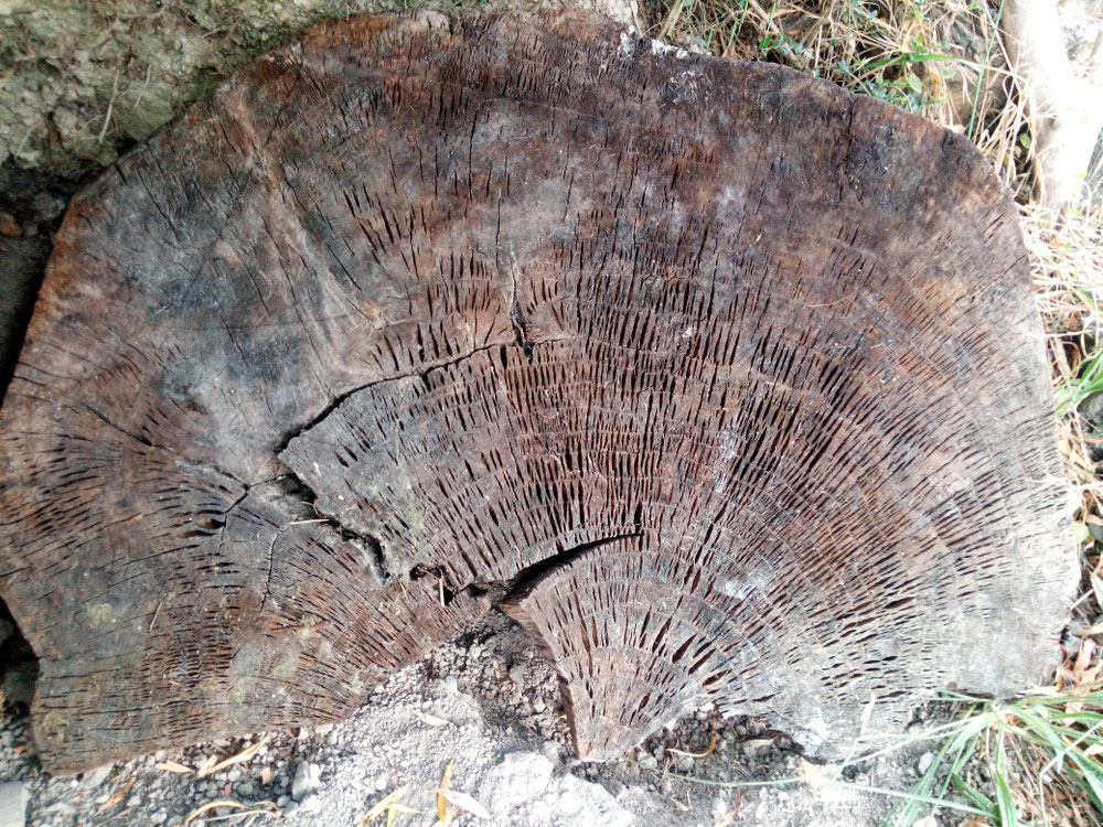 Coupe du temps d'un arbre de trente années.