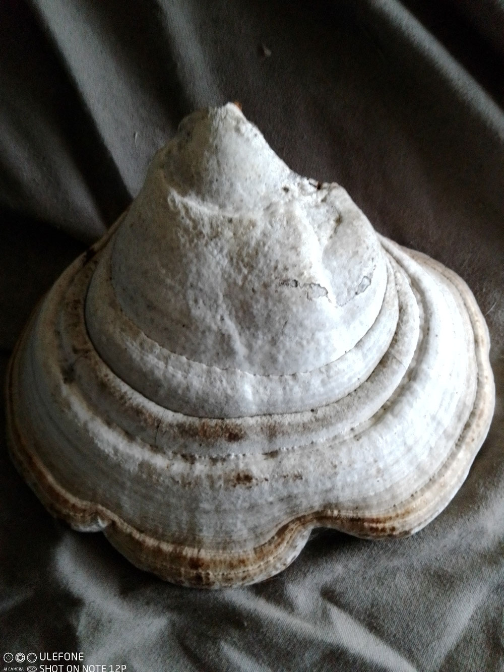Des champignons de bois, bien séchés d'abord et puis imbibés d'une solution parfumante cela devient un encens précieux. Il se consume durant plusieurs heures en libérant ses effluves. Il aurait servit aux travaux de voyance et augures. Un savoir traditionnel millénaire, ça ne date pas d'hier.