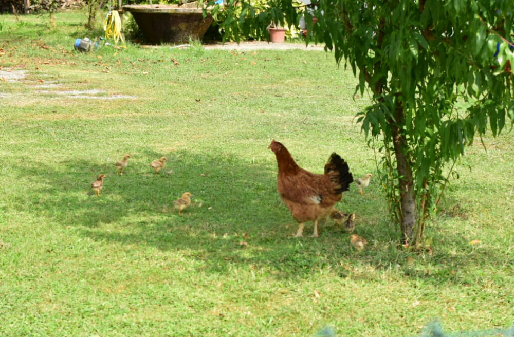 Baby-Küken 😍 kleine Wege-Highlights gab's trotzdem