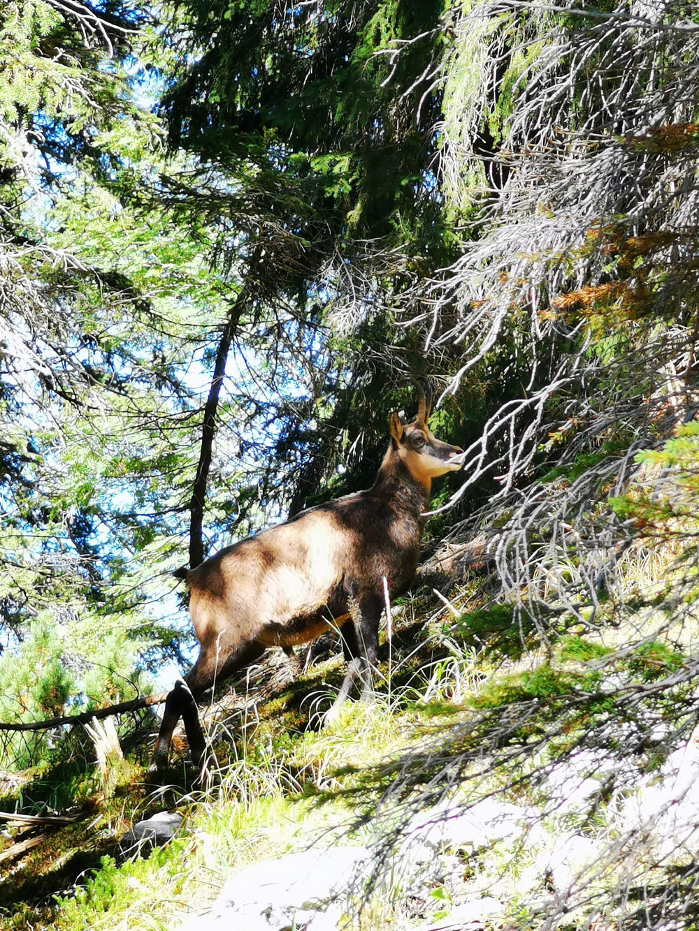 Tier am Wegesrand